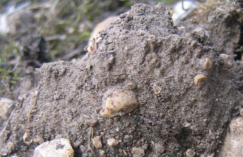 Lygaeidae. È più difficile determinarli... o vederli ?